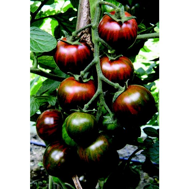 VRTNINA VOLMARY CEPLJENI PARADIŽNIK ZEBRINO F1 LONEC 12 CM