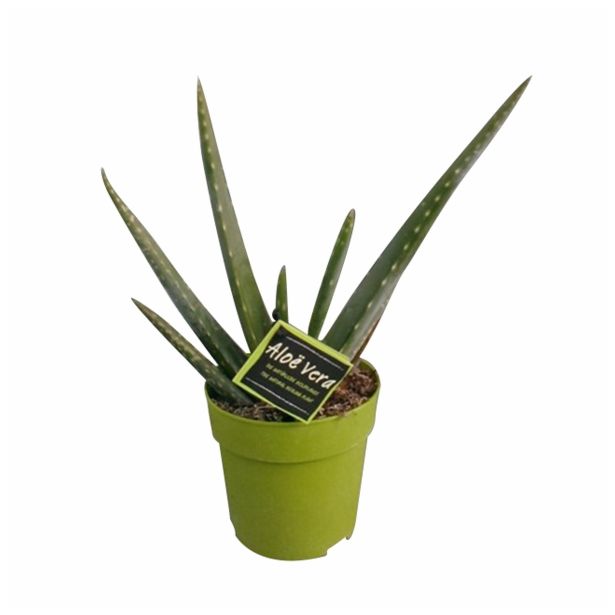 ZELENA RASTLINA ALOE VERA MEDICAL