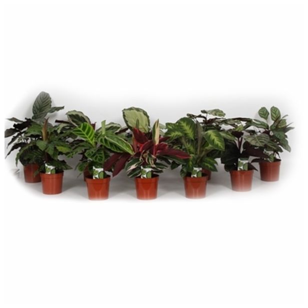 ZELENA RASTLINA CALATHEA MIX