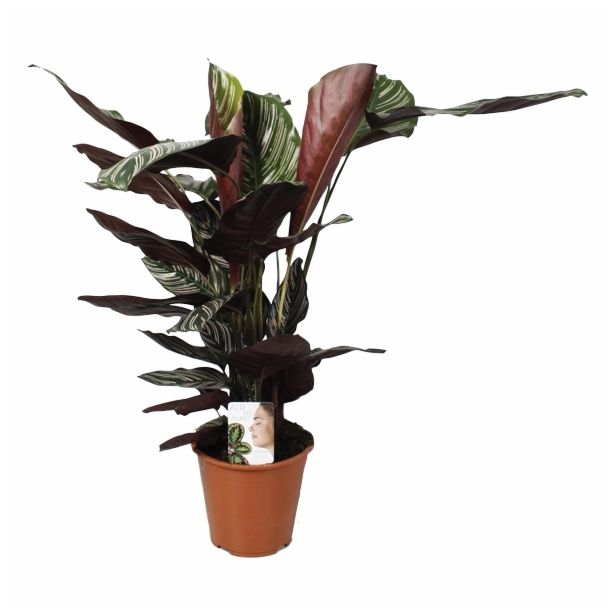 ZELENA RASTLINA CALATHEA ORNATA SANDERIANA