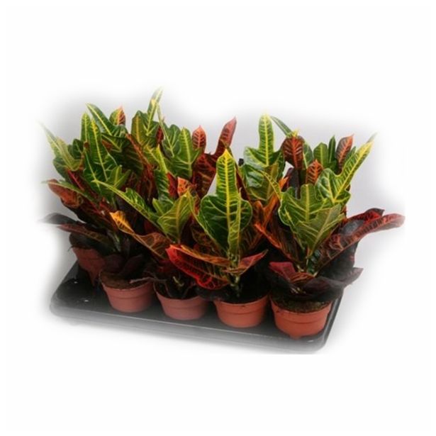 ZELENA RASTLINA CODIAEUM EXCELLENT