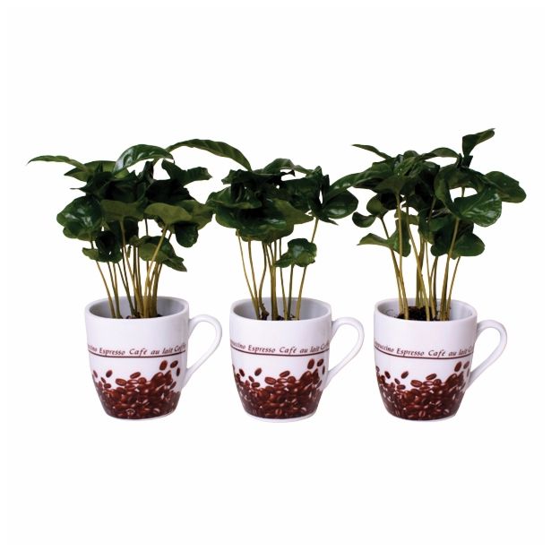 ZELENA RASTLINA COFFEA ARABICA V SKODELIC I