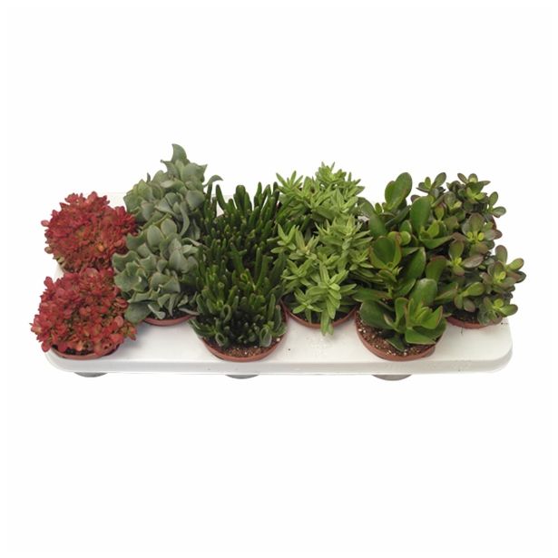 ZELENA RASTLINA CRASSULA MIX