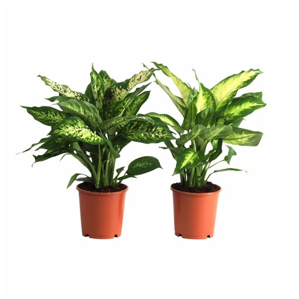ZELENA RASTLINA DIEFFENBACHIA MIX