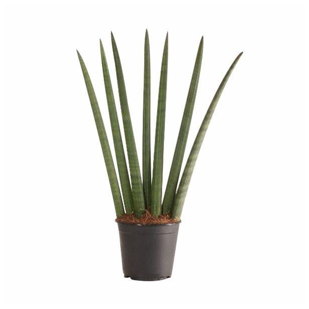 ZELENA RASTLINA SANSEVERIA CYLINDRICA