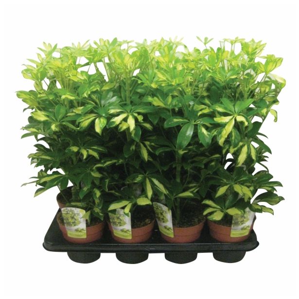 ZELENA RASTLINA SCHEFFLERA GERDA