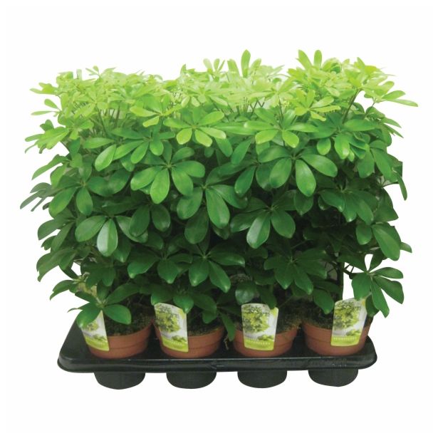ZELENA RASTLINA SCHEFFLERA NORA