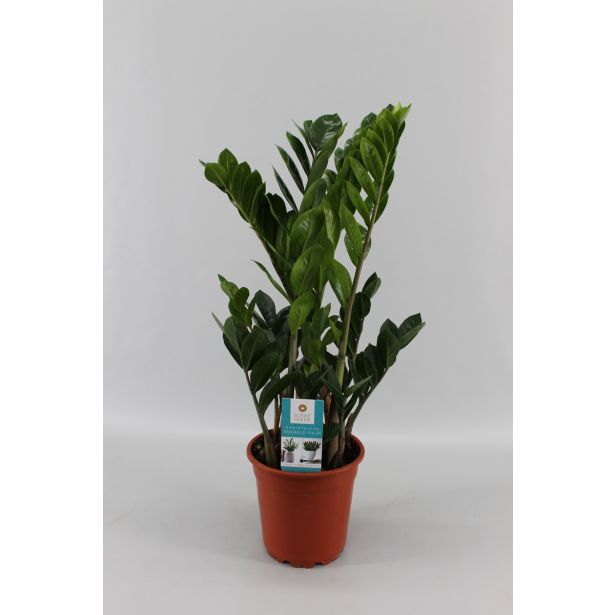 ZELENA RASTLINA ZAMIOCULCAS ZAMIIFOLIA