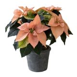 BOŽIČNA ZVEZDA VOLMARY POINSETTIA L12 MIX