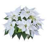 BOŽIČNA ZVEZDA VOLMARY POINSETTIA L12 MIX