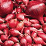 ČEBULČEK ROYAL SEEDS ČEBULČEK RED B. 500G RS