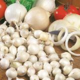 ČEBULČEK ROYAL SEEDS ČEBULČEK SNOWBAL 500G TIP MAJSKI SREBRNJAK