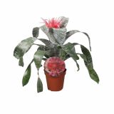 CVETOČA RASTLINA AECHMEA NATURE