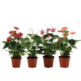 CVETOČA RASTLINA ANTHURIUM ANDREANUM LOVE L14