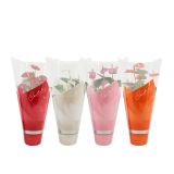 CVETOČA RASTLINA ANTHURIUM ANDREANUM LOVE L14