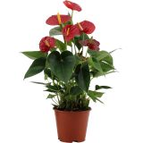 CVETOČA RASTLINA ANTHURIUM ANDREANUM LOVE L14