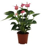 CVETOČA RASTLINA ANTHURIUM ANDREANUM LOVE L14