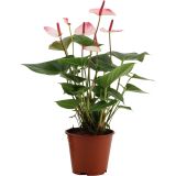 CVETOČA RASTLINA ANTHURIUM ANDREANUM LOVE L14