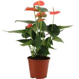 CVETOČA RASTLINA ANTHURIUM ANDREANUM LOVE L14