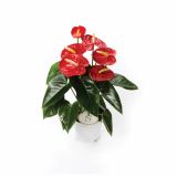 CVETOČA RASTLINA ANTHURIUM ANDREANUM RED CHAMPION