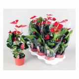 CVETOČA RASTLINA ANTHURIUM ANDREANUM VITO