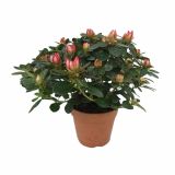 CVETOČA RASTLINA AZALEA FLANDRESSE