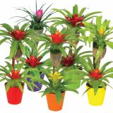CVETOČA RASTLINA BROMELIA MIX