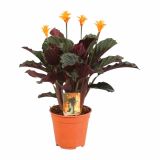 CVETOČA RASTLINA CALATHEA CROCATA