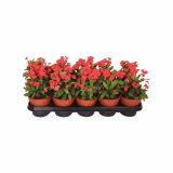 CVETOČA RASTLINA EUPHORBIA MILLI VULCANS RED