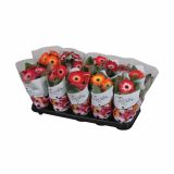 CVETOČA RASTLINA GERBERA TWISTER MIX