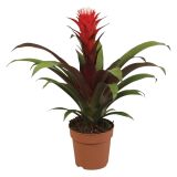 CVETOČA RASTLINA GUZMANIA HOPE