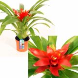 CVETOČA RASTLINA GUZMANIA TEMPO