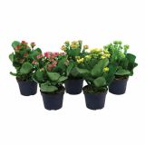 CVETOČA RASTLINA KALANCHOE MIX