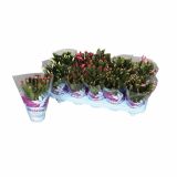 CVETOČA RASTLINA SCHLUMBERGERA MIX EXTRA