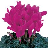 CVETOČA RASTLINA VOLMARY CYCLAMEN PERSICUM ANGELITO MIDI L12 MIX