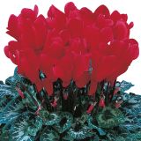 CVETOČA RASTLINA VOLMARY CYCLAMEN PERSICUM ANGELITO MIDI L12 MIX