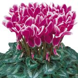CVETOČA RASTLINA VOLMARY CYCLAMEN PERSICUM ANGELITO MIDI L12 MIX