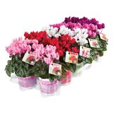 CVETOČA RASTLINA VOLMARY CYCLAMEN PERSICUM ANGELITO MINI L10.5 MIX