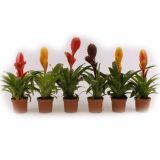 CVETOČA RASTLINA VRIESEA MIX