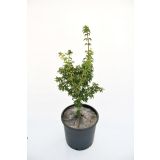 LISTAVEC PAHLJAČASTI JAVOR 'CRISPIFOLIUM' L26