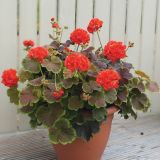 PELARGONIJA VOLMARY PELGON.ZONALE PELARDINI PISANOLISTNA GERANIJA L12