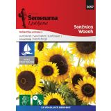 SEMENA CVETOČIH RASTLIN SEMENARNA SONČNICA WAOOH M.V. MEDITERAN 3697