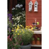 TRAJNICA VOLMARY AMERIŠKI SLAMNIK L19 ECHINACEA PURPUREA MIX