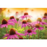 TRAJNICA VOLMARY AMERIŠKI SLAMNIK L19 ECHINACEA PURPUREA MIX
