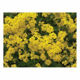 TRAJNICA VOLMARY BLAZINASTE TRAJNICE 10.5 CM MIX