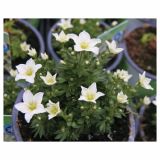 TRAJNICA VOLMARY BLAZINASTE TRAJNICE 10.5 CM MIX