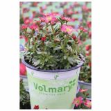 TRAJNICA VOLMARY BLAZINASTE TRAJNICE 10.5 CM MIX