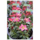 TRAJNICA VOLMARY BLAZINASTE TRAJNICE 10.5 CM MIX