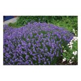 TRAJNICA VOLMARY LAVANDULA ANGUSTIFOLIA 12 HIDCOTE BLUE