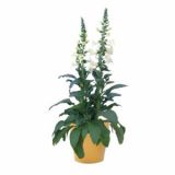 TRAJNICA VOLMARY TRAJNICE MIX LONEC 23 CM